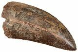 Serrated, Carcharodontosaurus Tooth - Excellent Preservation #270455-1